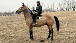 АТ АТ ЭКЕНГО ЖАНЫБАР 🤯#байтв 