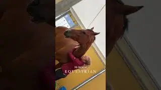 Work with horses, they said 😁 Will be fun, they said 💯 #momoequestrian #equestrian #shorts #horse