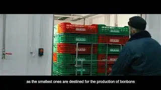 Prepping and packaging of European Picota cherries