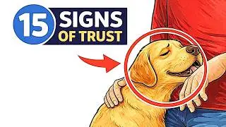 15 Signs Your Dog Feels Truly Safe With You