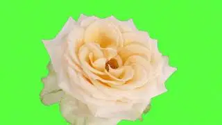 rose bloom green screen effect