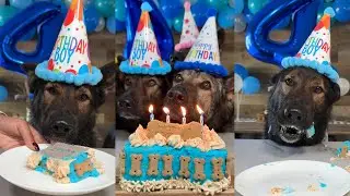 My Dog Turned 4&hellip; So I Made Him a Custom Cake (He Went Feral)
