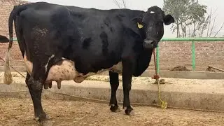 top class #frizen jarsi# cross cow milk 35kg(03070566153)youtube