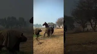 JANGI FAUJ🔥