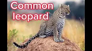 Kirthar National Park|national parks of Pakistan|2nd largest national park| Karachi|Sindh|Pakistani