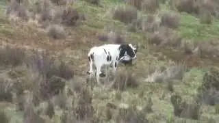 Condor andino (Vultur Gryphus) Cayambe