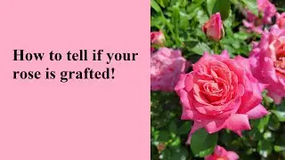 How to tell if your rose is grafted!