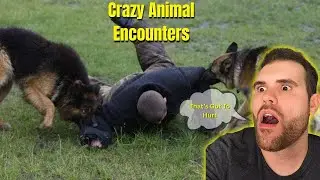 Craziest Animal Encounters