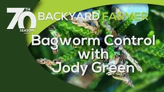Bagworm Control