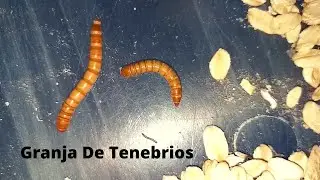 La Granja Definitiva Para Reproducir Tenebrios (Gusano De La Harina)