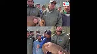 Wild goat rescued in Uri mountains | JK News Today