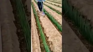 #interesting farming 👍