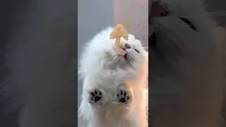 Nice meal. #cat #kittyeats #asmrcat #cutecatsounds #catsounds #catseating #catvideos #cutecat