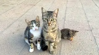 Котята, живущие на улице с мамой, хотят еды и любви