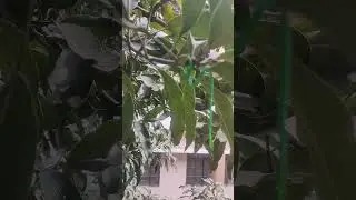 Green vine snake #snake #green #ytshorts #snakevideo #light