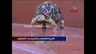 Star tortoises found in Kollam Ashtamudi Lake : Chuttuvattom News