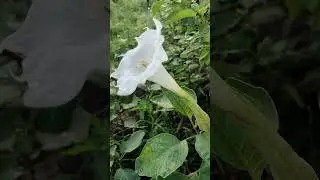 jimson weed# thorn apple# moon flower#nature# moon white#