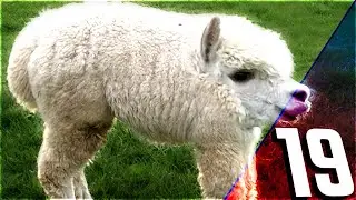 Подборка озвученных животных из гетто № 19 | 