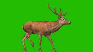 Red Deer Walk || Red Cartoon Green Screen Videos || Red Deer