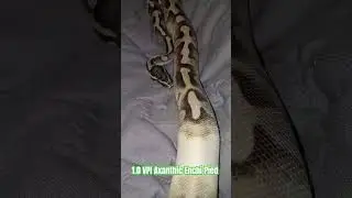 1.0 VPI Axanthic Enchi Pied