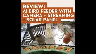 Use AI to Identify Birds in Your Backyard