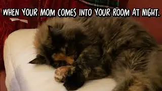 When your mom comes into your room at night. #cat#relatable#cutecat 