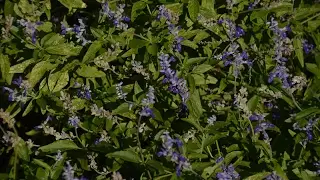 Mealy Blue Sage |Daphne Richards |Central Texas Gardener
