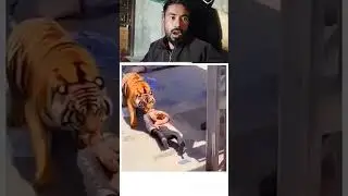tiger attack in  railway station #tigerattack #viralshorts #trendingshorts #pleasesubscribe