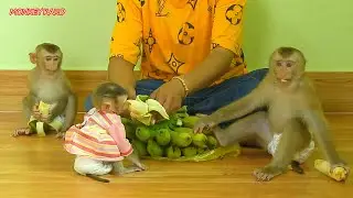 Brother Monkey Kako And Two Sister Luna And Nina Eating Banana Fruits
