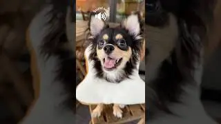 Smol furry loaf is asking for treatssssss 🐶🍞💝🥪🍖🍗🌭