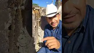bees expert experto en abejas  #abejas #buenasvibras