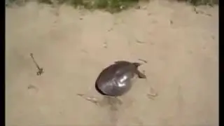 Turtle running
