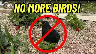 Keep your strawberries safe from birds with this build