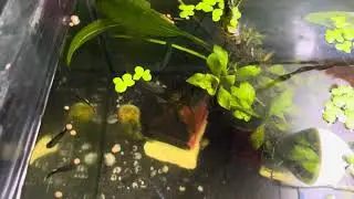 Feeding my aquarium fish || feeding guppy fish || feeding planted tank fish || feeding aquarium fish
