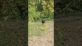 Cool & Cute Coot