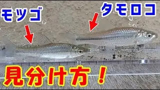 モツゴとタモロコの見分け方を紹介します。