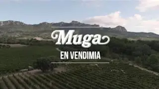 Bodegas Muga · Época de vendimia