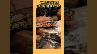 Which Snake Species Is This? #shorts #snake #wiseanimals4u