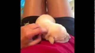 VINE COMPILATION SEPTEMBER FUNNIEST/BESTVINES 2013