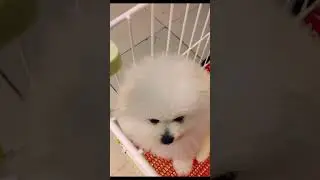 Cute Mini Funniest Animals - Best Of The 2025 Funny Animal Videos #111.3