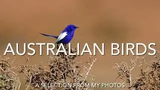 Slideshow of Australian Birds from my collection of photographs with soothing background music