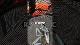 What kind of fish was this!? #fishingvideo #fishing #fishingbait #baitandwait
