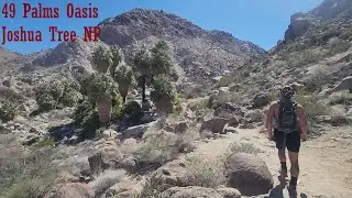 EXPLORING LUSH DESERT OASIS! Hiking Forty-nine Palms Oasis, Joshua Tree National Park, CA. 4K VIDEO