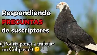 Respondiendo dudas interesantes sobre palomos🕊️💥 ¿Qué hago si mi paloma no pone huevos? 💭