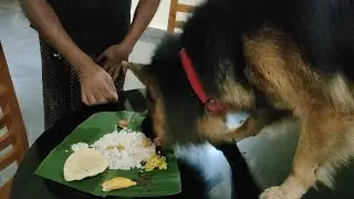 Rambo's Onam | German Shepherd celebrates Onam | Onam feast | Dog training