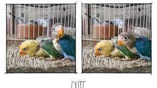 African 🦜☺️ baby Lovebirds 😊 🦜 Bago Kumar vlogs is live!
