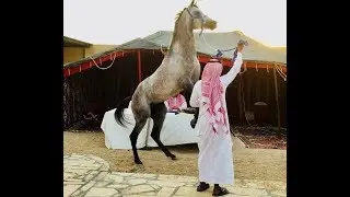 مشاركة حسان الجهني في شرح موسع عن الخيل العربية وعلاقة الفارس العربي معها اقرأ الوصف