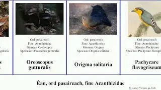 &Eacute;an, ord pasaireach, fine Acanthizidae acanthiza bird pusilla brevirostris solitaria citreogularis