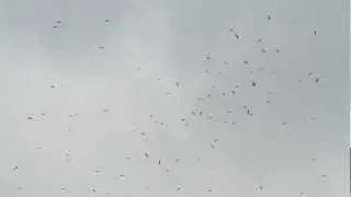 Bosphorus Raptors 2010