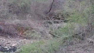 Deer Along East West Highway-Rock Creek Park